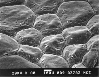 Media type: image; Herpetology R-100280